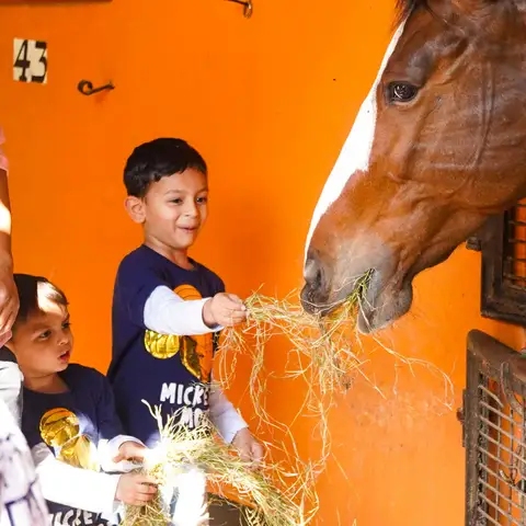 At the stables, kids get a close view of the grooming and feeding routines of the ponies and horses.